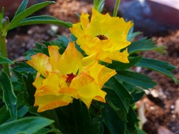 20160317_110337.jpg