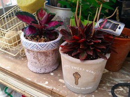 20160430_120500.jpg