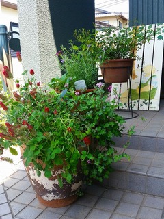 20160430_123544.jpg