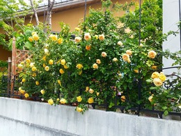 20160505_102610.jpg