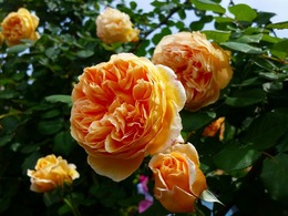 20160505_102633.jpg
