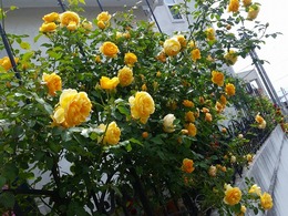 20160505_102655.jpg