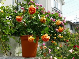 20160505_102927.jpg