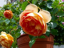 20160505_102938.jpg