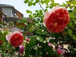 20160505_103052.jpg