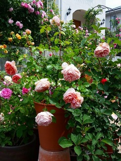 20160505_103102.jpg