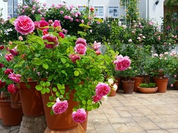 20160505_103304.jpg