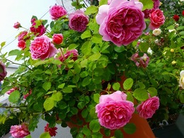 20160505_103333.jpg