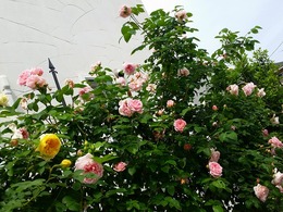20160505_103716.jpg