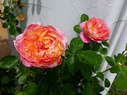 20160505_103944.jpg