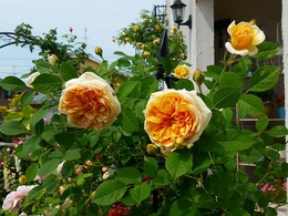 20160505_104115.jpg