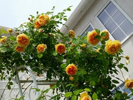 20160505_104256.jpg