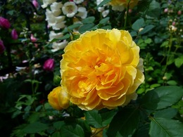 20160505_104325.jpg