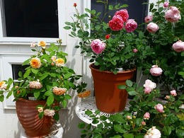 20160505_104517.jpg
