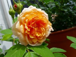 20160505_104549.jpg