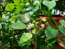 20160505_104713.jpg