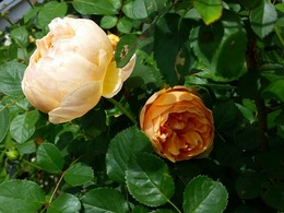 20160505_104831.jpg