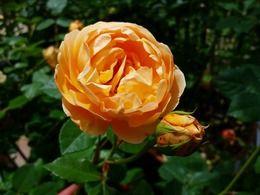 20160505_104846.jpg