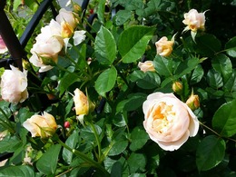 20160505_105154.jpg