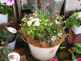 20190316yoseue.jpg
