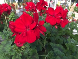 kariopedarkred201703.JPG