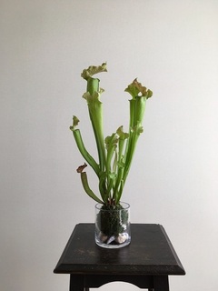 sarracenia20190401.jpg