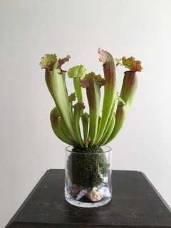 sarracenia20190402.jpg