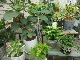 20190913green01.jpg