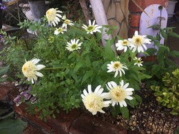 20190616100001.jpg