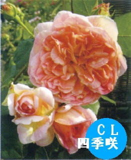100413_belbard_papidelbard.jpg