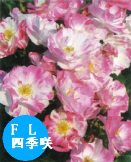 100413_belbard_sorube.jpg