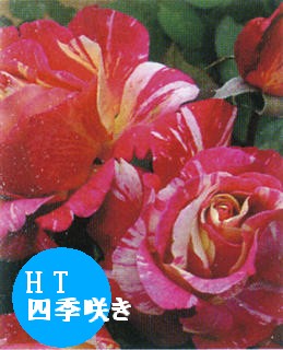 100414_jyumoku_morisu.jpg