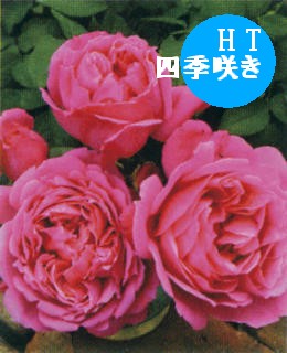 100414_jyumoku_sante.jpg
