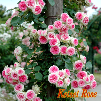 110420_keisei_mimieden.jpg