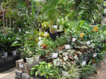 観葉植物コーナー