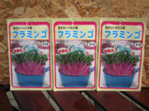 赤茎カイワレ大根 (フラミンゴ)