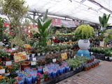 鉢花・洋蘭・観葉植物