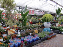 鉢花・洋蘭・観葉植物