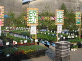 野菜苗