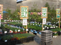野菜苗