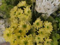090903_生花菊1.JPG