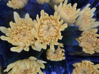 090903_生花菊2.JPG