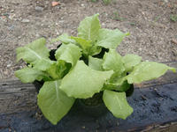 090905_野菜チマサンチュ.JPG