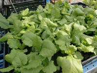 090905_野菜チマサンチュ2.JPG