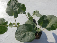090906_野菜ブロッコリー1.JPG