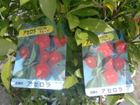 090908_アセロラ1.JPG