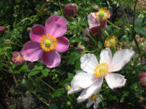 秋の趣の宿根草 秋明菊