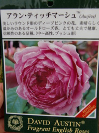 091210_樹木_アラン.JPG