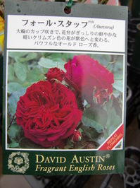 091210_樹木_.JPG