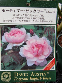 091210_jyumoku_mothima.JPG